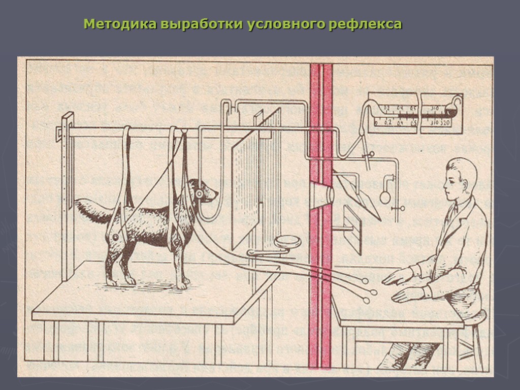 Методика выработки условного рефлекса